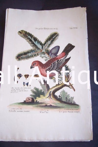 Seligmann George Edwards Bird 0639