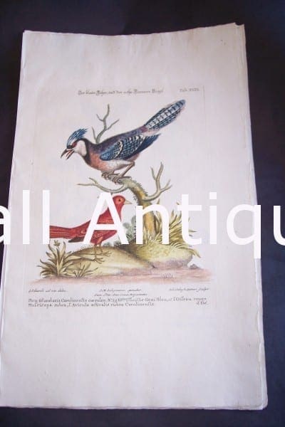 Seligmann George Edwards Bird 0640