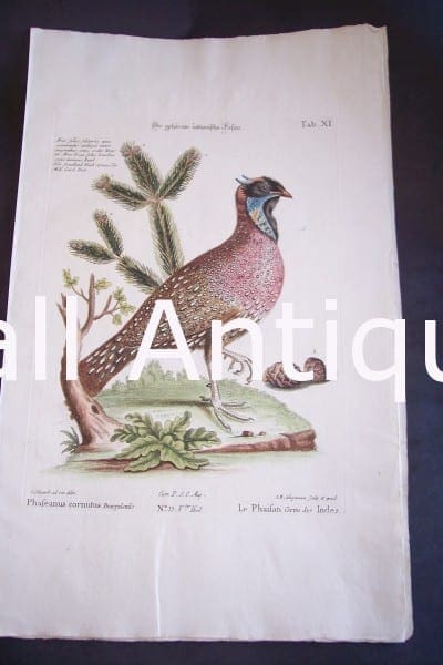 Seligmann George Edwards Bird 0641