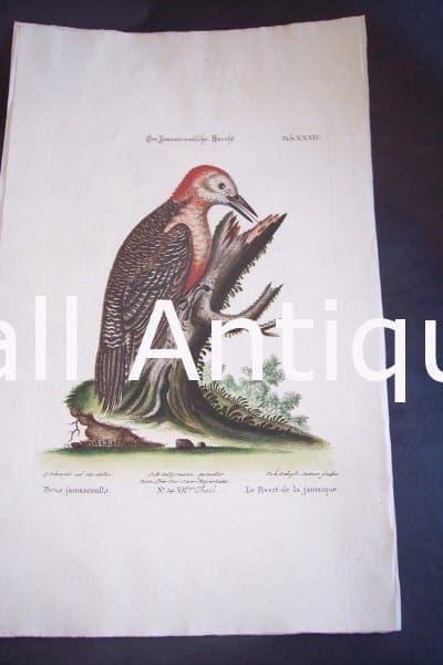 Seligmann George Edwards Bird 0642