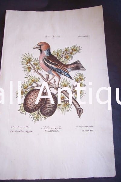 Seligmann George Edwards Bird 0643