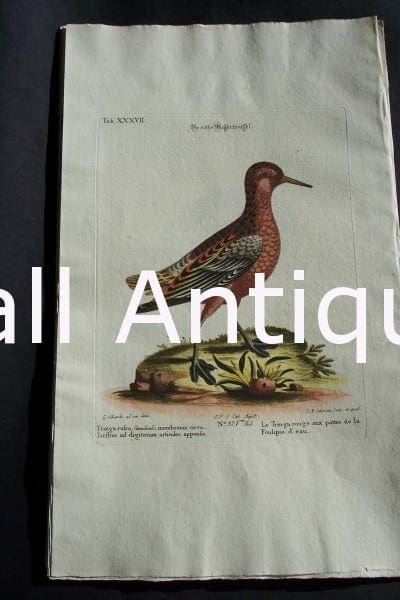 Edwards water bird engraving from 1771-1776.