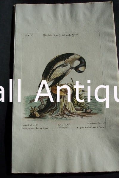 George Edwards water bird engraving from 1771-1776.
