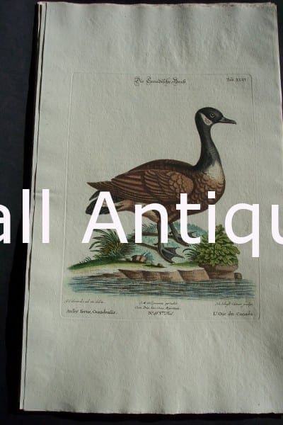 George Edwards water bird engraving from 1771-1776.