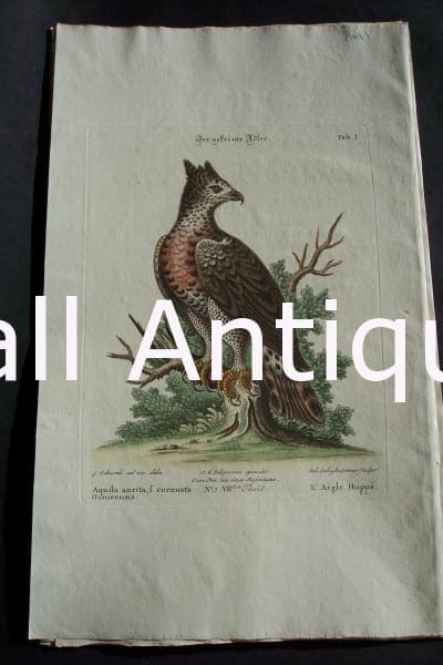 Edwards water bird engraving from 1771-1776.