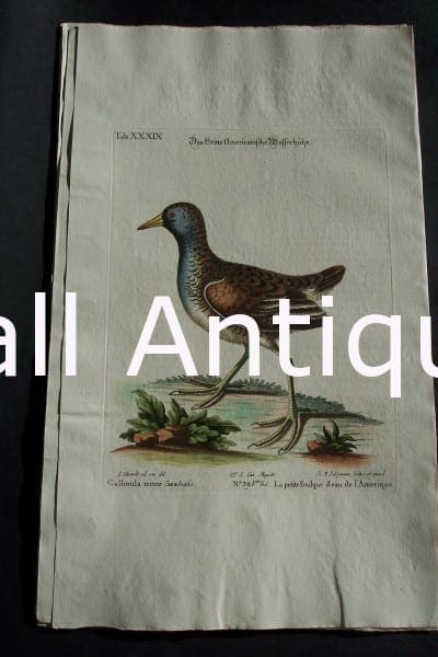 George Edwards water bird engraving from 1771-1776.