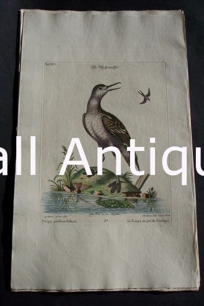 George Edwards water bird engraving from 1771-1776.