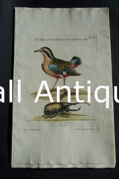 George Edwards water bird engraving from 1771-1776.