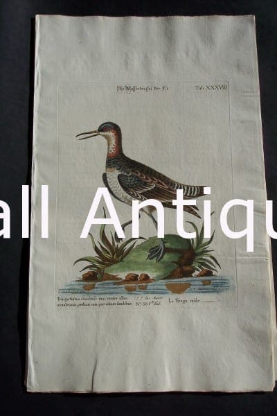 George Edwards water bird engraving from 1771-1776.