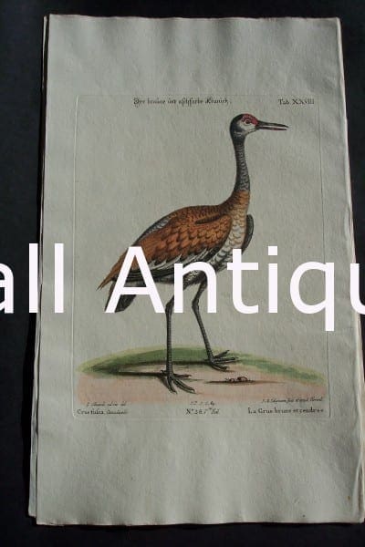 George Edwards water bird engraving from 1771-1776.