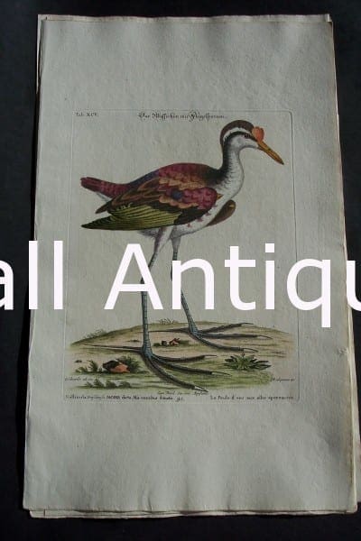 George Edwards water bird engraving from 1771-1776.