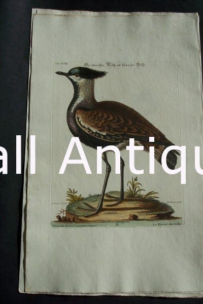 George Edwards water bird engraving from 1771-1776.