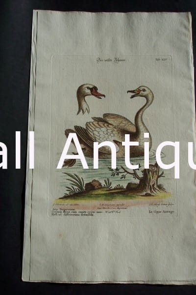 Edwards water bird engraving from 1771-1776. Swan 0659 450.