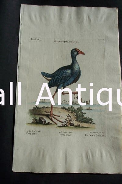 George Edwards water bird engraving from 1771-1776.