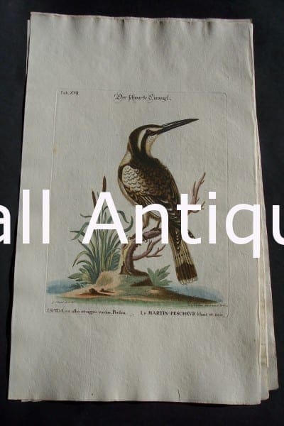 George Edwards water bird engraving from 1771-1776.