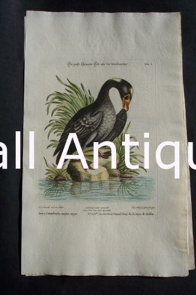 Edwards water bird engraving from 1771-1776