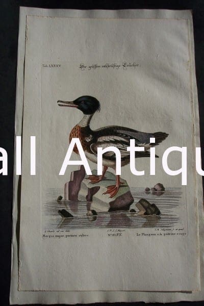 Edwards water bird engraving from 1771-1776