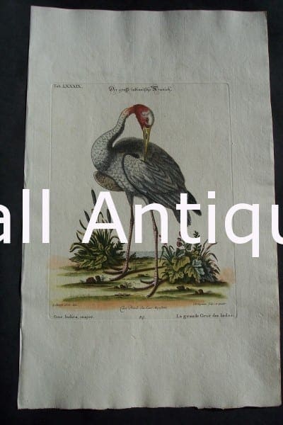 Edwards water bird engraving from 1771-1776