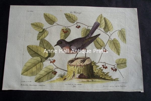 Robin Mark Catesby 94
