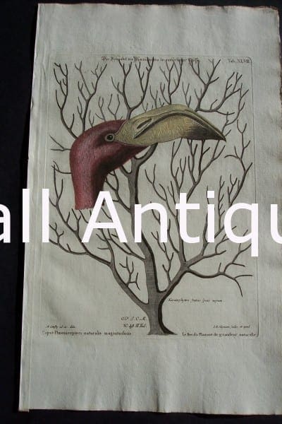 Mark Catesby Flamingo 48