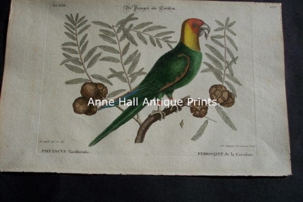 Mark Catesby Carolina Parakeet