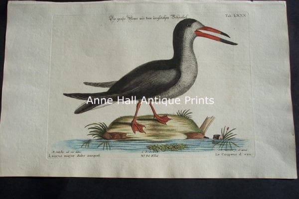 Mark Catesby Laurus Major Skimmer 80