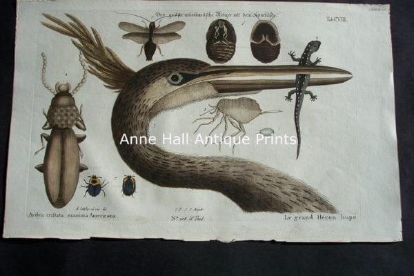 Mark Catesby Heron 108 Ardea Cristada Maxiima