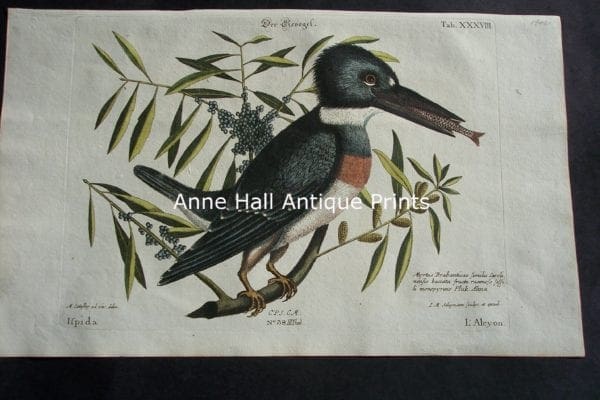 Mark Catesby Belted Kingfisher 38