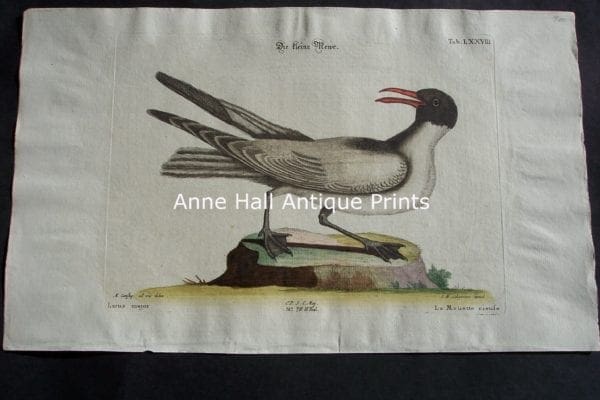 Mark Catesby Larus Major 78