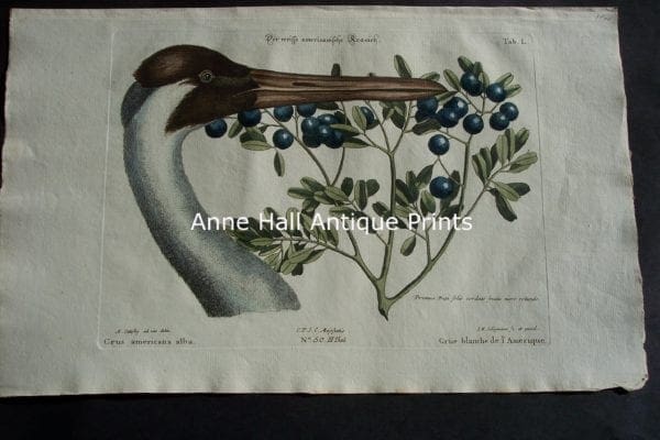 Mark Catesby Sand Hill or Whooping Crane