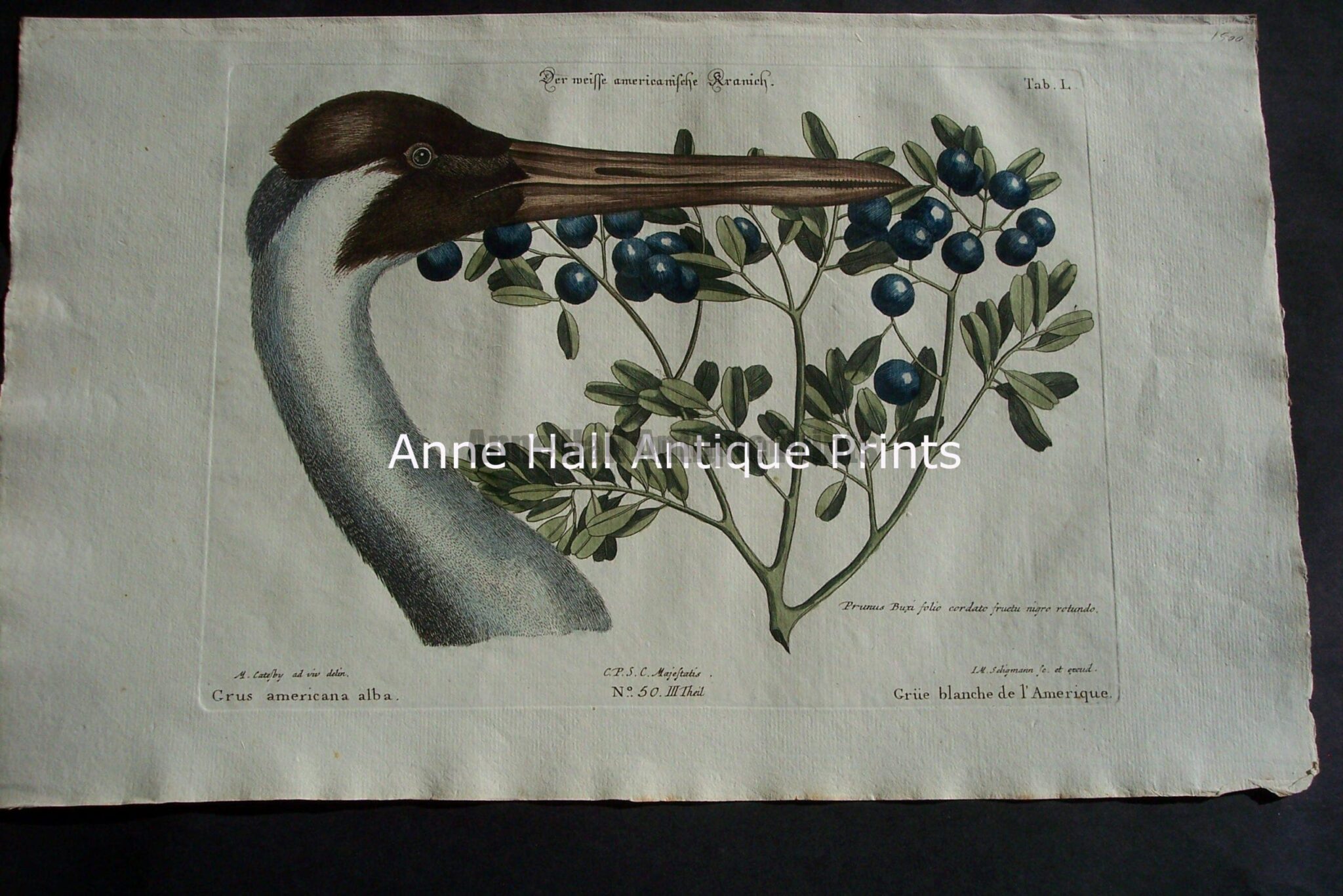 Mark Catesby Sand Hill Crane