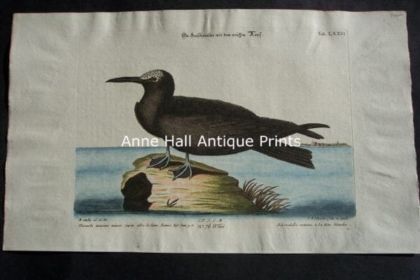 Mark Catesby Hirundo Marina 76