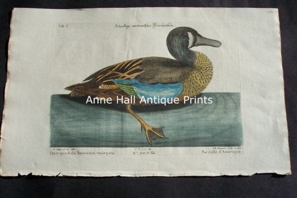 Mark Catesby Duck Plate 100