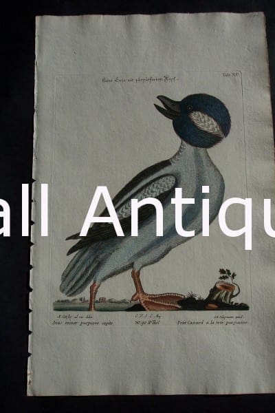 Mark Catesby Anas Minor Purpuree Capite 90