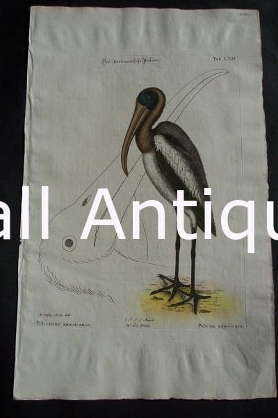 Mark Catesby Pelican 62