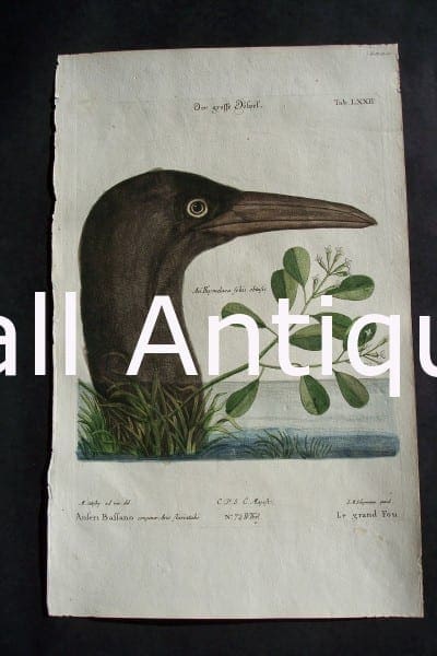 Mark Catesby Booby 72