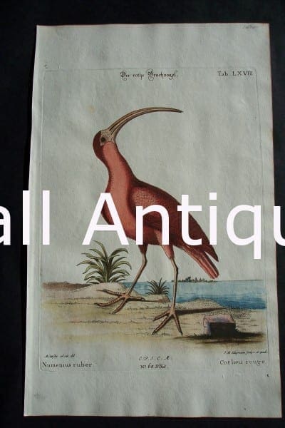 Catesby Corlieu Rouge LXVIII