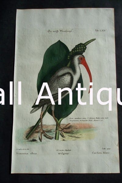 Mark Catesby White Ibis