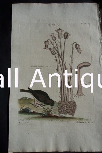 Mark Catesby Junco LXXII