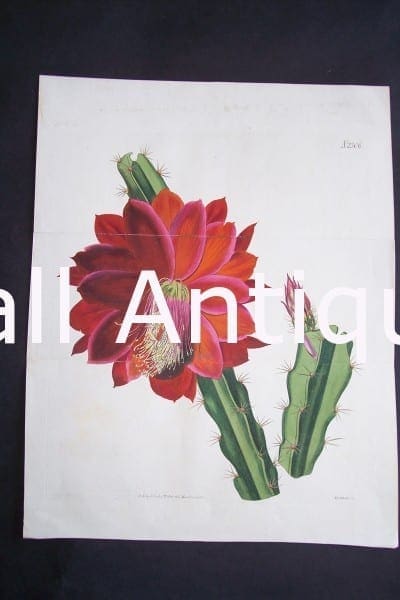 Antique engraving of red cactus in bloom. Highly detailed water coloring..