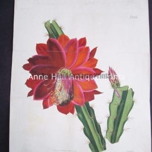 Antique engraving of red cactus in bloom. Highly detailed water coloring..