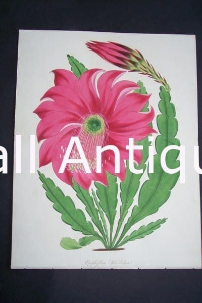 Antique watercolor engraving of Christmas Cactus in bloom.Epiphyllum Splendidum $125