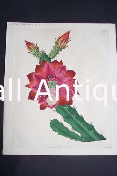 Cactus Speciosissimus $125