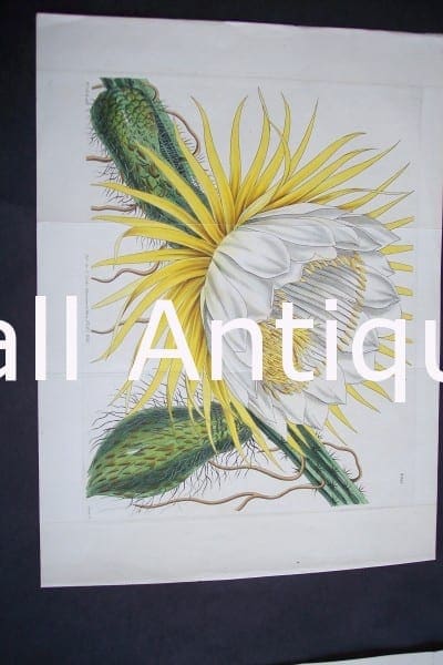 Great hand colored engraving of large cactus bloom from the 1800's.Yellow Cacti $125