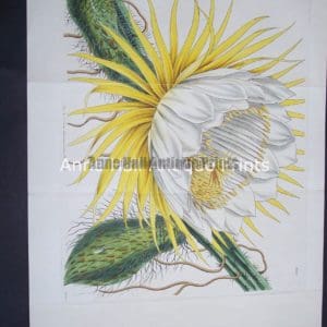 Great hand colored engraving of large cactus bloom from the 1800's.Yellow Cacti $125