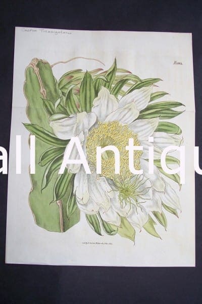 Beautiful old cacti engraving by Curtis.