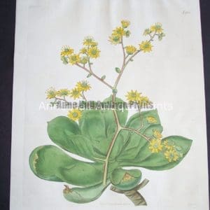 Clammy Houseleek $125