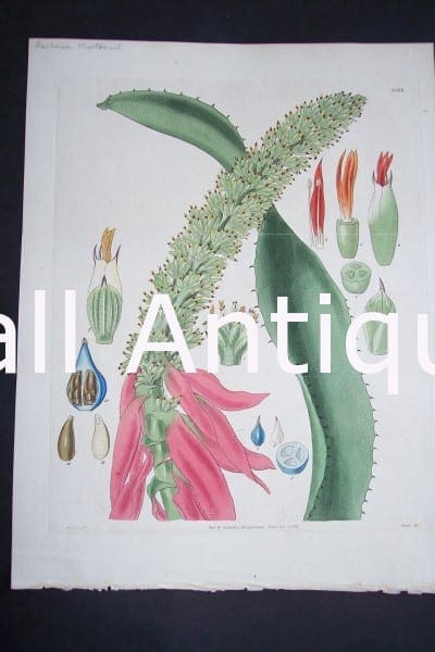 Sub tropical species of cacti succulents at Anne Hall Antique Prints.