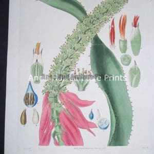 Sub tropical species of cacti succulents at Anne Hall Antique Prints.