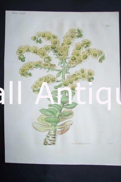 House Leeks $125